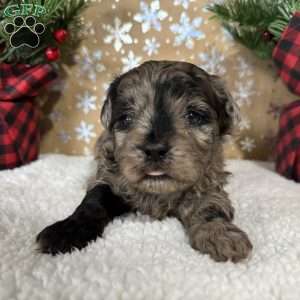 Snickers, Shih-Poo Puppy